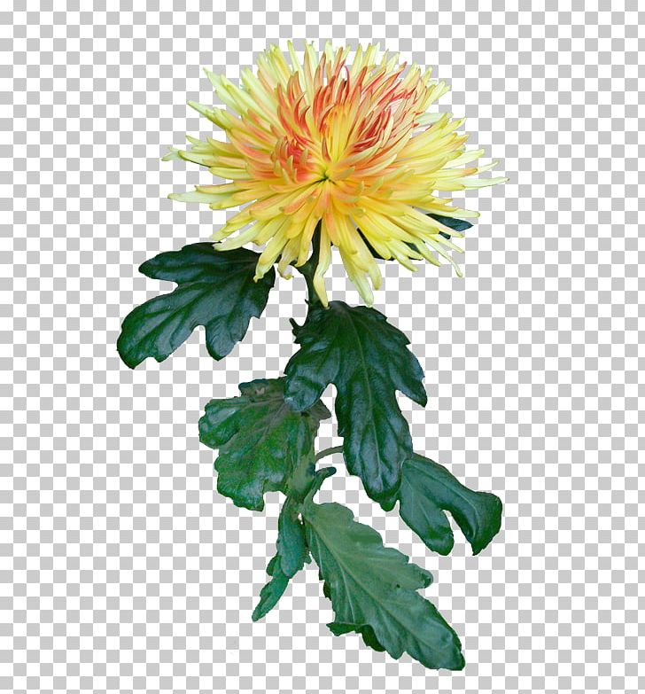 Chrysanthemum Safflower Dahlia Cut Flowers Dandelion PNG, Clipart, Annual Plant, Chrysanthemum, Chrysanths, Cut Flowers, Dahlia Free PNG Download