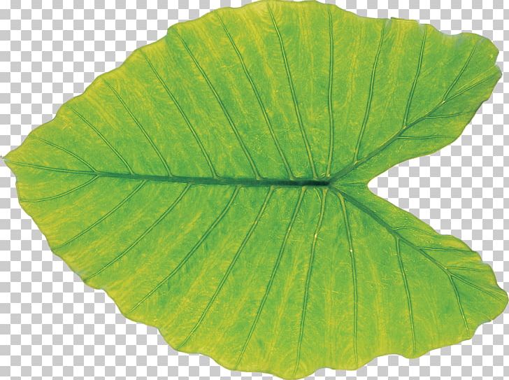 Leaf Green Plant Pathology PNG, Clipart, Autumn Leaf, Blade, Fresh, Green, Green Leaf Free PNG Download