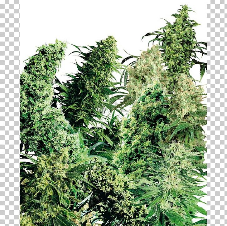Marijuana Skunk Sensi Seeds Cannabis Sativa Haze PNG, Clipart, Afghanica, Animals, Cannabis, Cannabis Ruderalis, Cannabis Sativa Free PNG Download