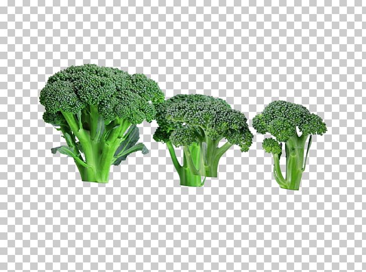 Broccoli Food Vegetable PNG, Clipart, Beef Chow Fun, Bell Pepper, Brassica Oleracea, Broccoli, Cauliflower Free PNG Download