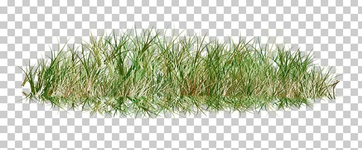 Lawn Grass PNG, Clipart, Art, Blog, Cimen, Clip Art, Desktop Wallpaper Free PNG Download