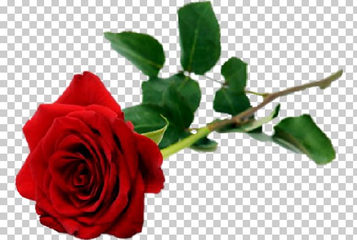 Rose Flower Red White Valentine's Day PNG, Clipart,  Free PNG Download