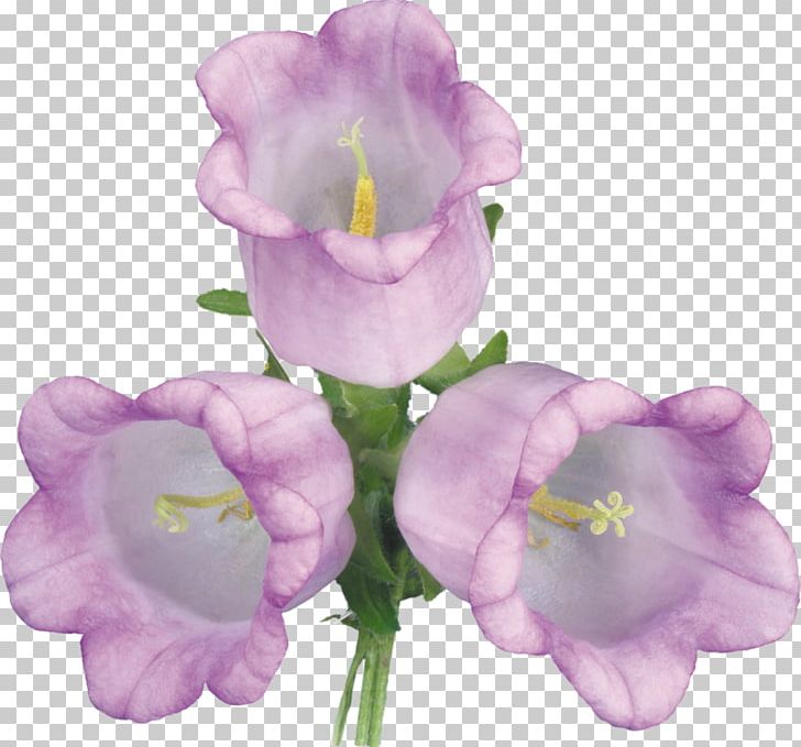 Bellflowers Violet PNG, Clipart, Bellflower Family, Bellflowers, Cut Flowers, Download, Flower Free PNG Download