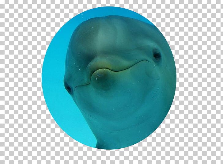 Common Bottlenose Dolphin Turquoise PNG, Clipart, Animals, Bottlenose Dolphin, Common Bottlenose Dolphin, Dolphin, Jaw Free PNG Download