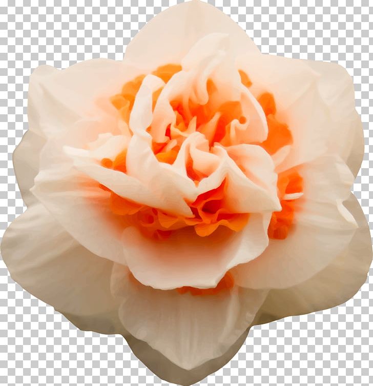 Cut Flowers Floral Design Petal Garden Roses PNG, Clipart, 20170122, Close Up Gmbh, Clothing, Cut Flowers, Dressing Overall Free PNG Download