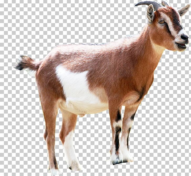 Goat Milking Animal Sales PNG, Clipart, Advertising, Animal, Animal Feed, Animals, Cattle Like Mammal Free PNG Download