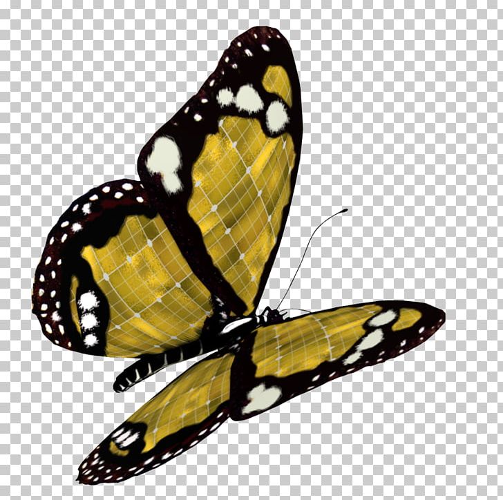 Monarch Butterfly Moth Pieridae PNG, Clipart, Arthropod, Brush Footed Butterfly, Butterfly Effect, Cethosia Cyane, Download Free PNG Download