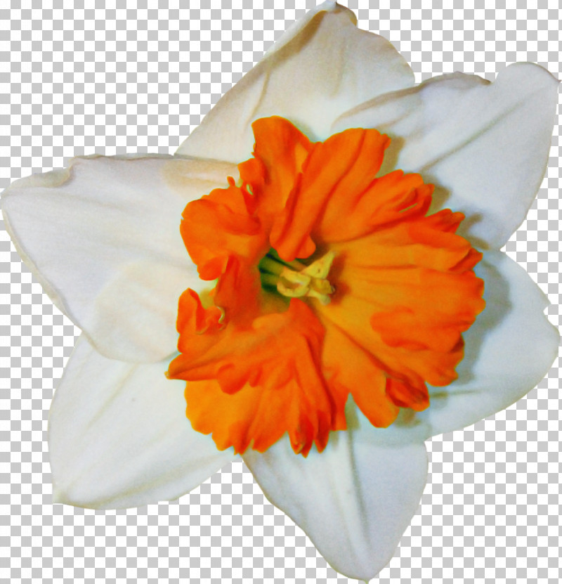 Orange PNG, Clipart, Amaryllis Family, Flower, Narcissus, Orange, Perennial Plant Free PNG Download