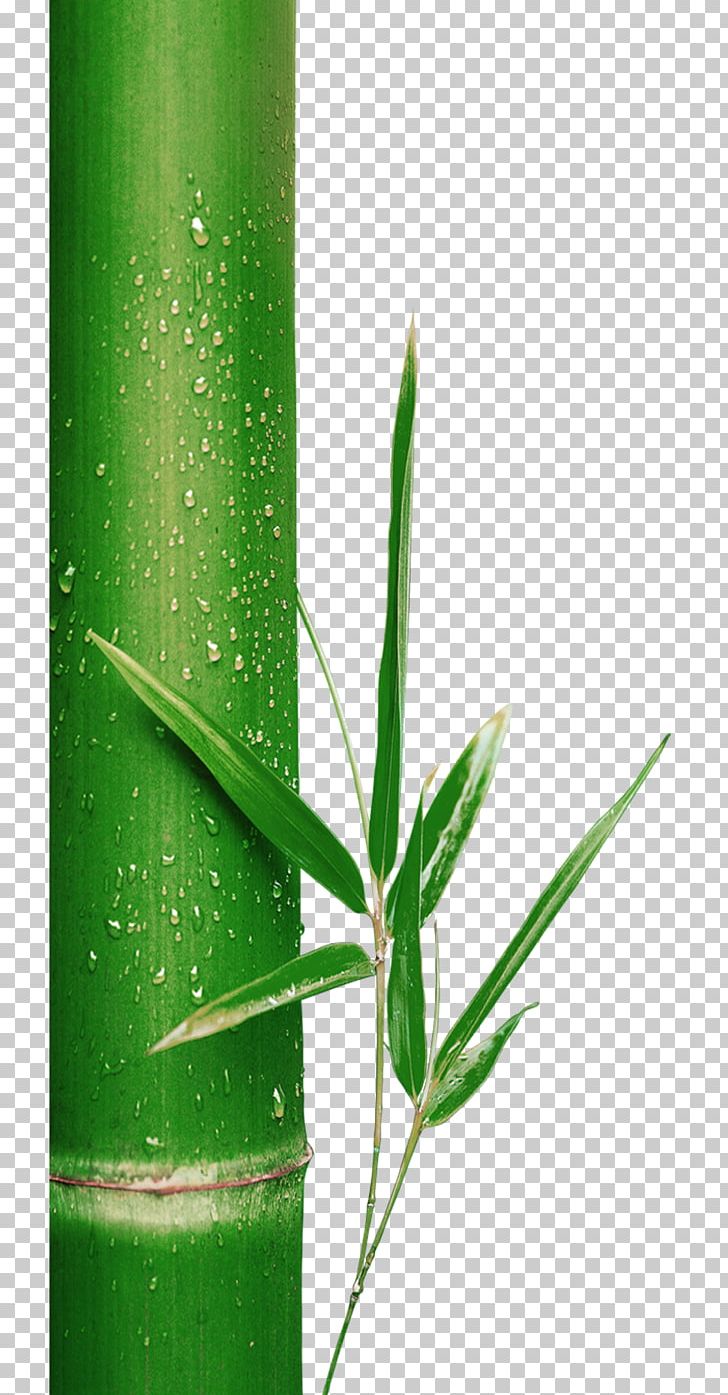Bamboo Bamboe Leaf Green PNG, Clipart, Bamboe, Bamboo, Bamboo Border, Bamboo Frame, Bamboo House Free PNG Download