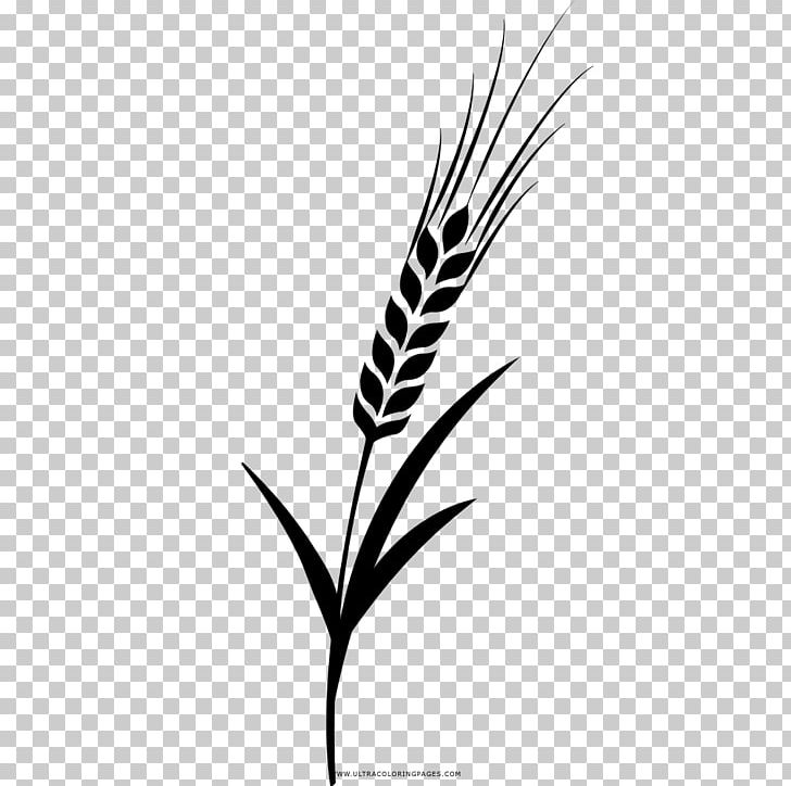 Barley Drawing Coloring Book Grasses PNG, Clipart, Ausmalbild, Barley, Black, Black And White, Branch Free PNG Download