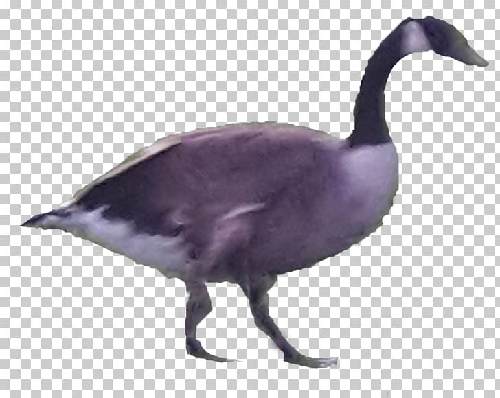 Canada Goose Duck Bird Anatidae PNG, Clipart, Anatidae, Animal, Animals, Art, Beak Free PNG Download