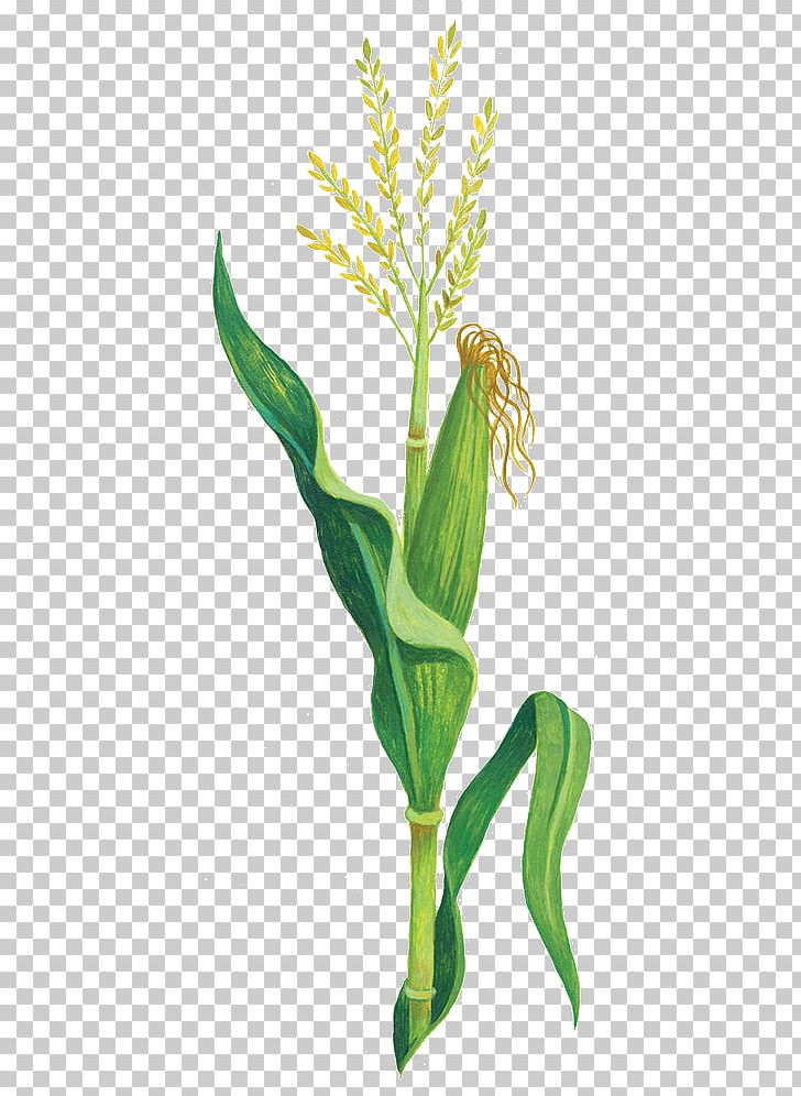 Corn Domesticatiesyndroom Domestication Plants Leaf PNG, Clipart,  Free PNG Download