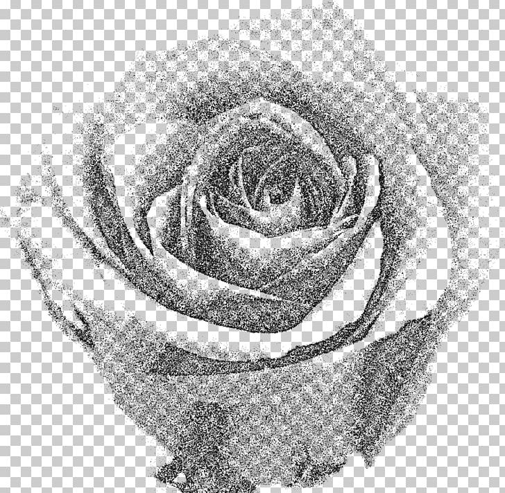 Garden Roses T-shirt Cut Flowers PNG, Clipart, Artwork, Black And White, Clothing, Cut Flowers, Drawing Free PNG Download