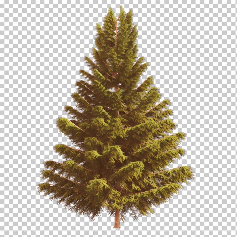 Shortleaf Black Spruce Columbian Spruce Balsam Fir Sugar Pine Tree PNG, Clipart, Balsam Fir, Colorado Spruce, Columbian Spruce, Lodgepole Pine, Red Pine Free PNG Download