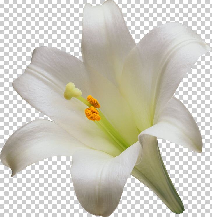 Lilium Candidum Easter Lily Artificial Flower Garden Lilies PNG, Clipart, Artificial Flower, Arumlily, Callalily, Color, Cut Flowers Free PNG Download