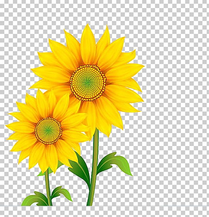 Free Content PNG, Clipart, Cut Flowers, Daisy Family, Download, Floristry, Flower Free PNG Download