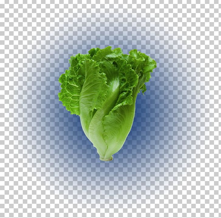 Romaine Lettuce Tener Un Perro Stock Photography Red Leaf Lettuce PNG, Clipart, Animals, Dog, Herb, Istock, Leaf Free PNG Download
