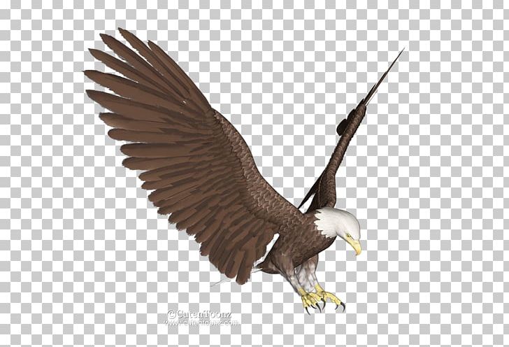 Bald Eagle Paper White-tailed Eagle PNG, Clipart, Accipitriformes, Animals, Bald Eagle, Beak, Bird Free PNG Download