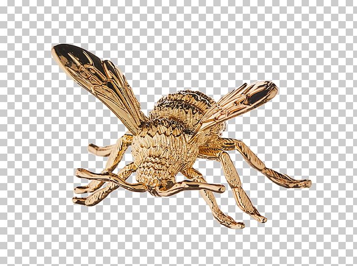 Insect PNG, Clipart, Arthropod, Insect, Invertebrate, Membrane Winged Insect, Pest Free PNG Download