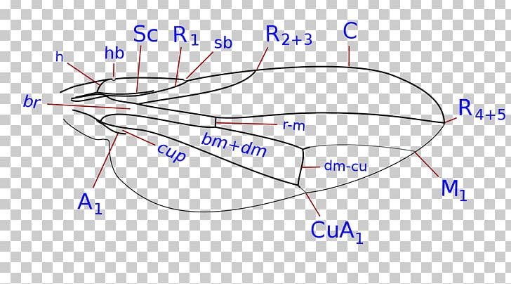 Product Design Graphics Organism PNG, Clipart, Angle, Area, Blue, Circle, Diagram Free PNG Download