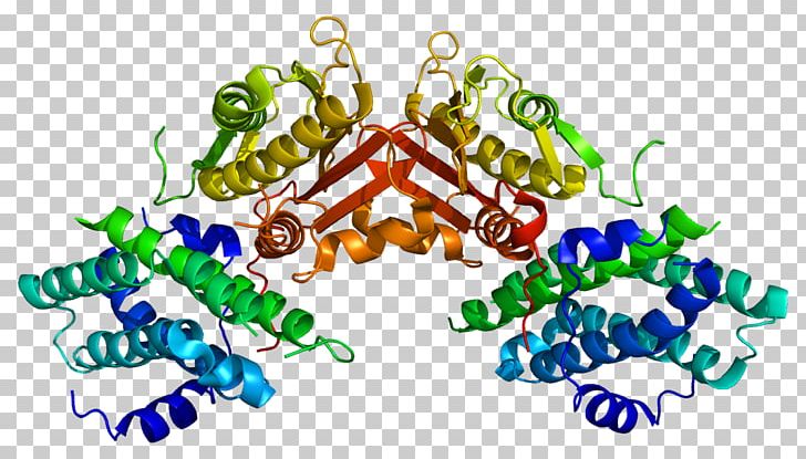 Pyruvate Dehydrogenase Kinase PDK2 Pyruvate Dehydrogenase Complex Pyruvic Acid PNG, Clipart, Area, Body Jewelry, Enzyme, Miscellaneous, Organism Free PNG Download