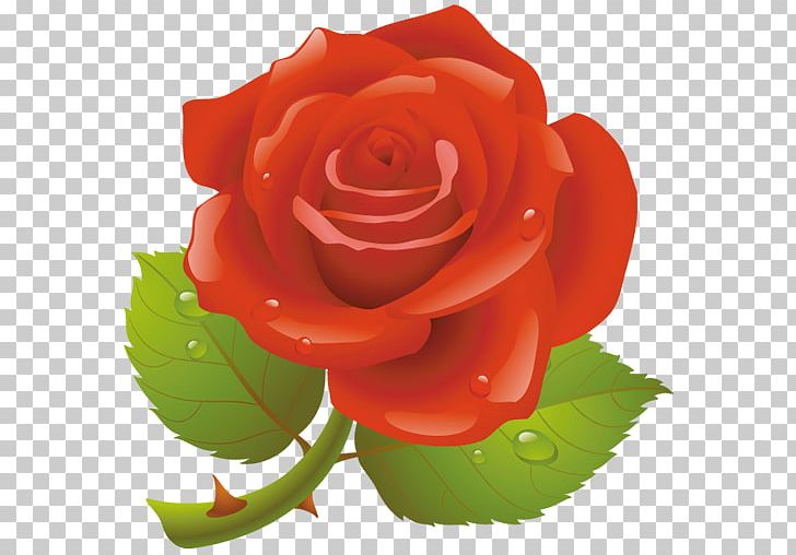 Red Valentines Day Rose PNG, Clipart, Childrens, China Rose, Easter Day, Fathers Day, Floribunda Free PNG Download