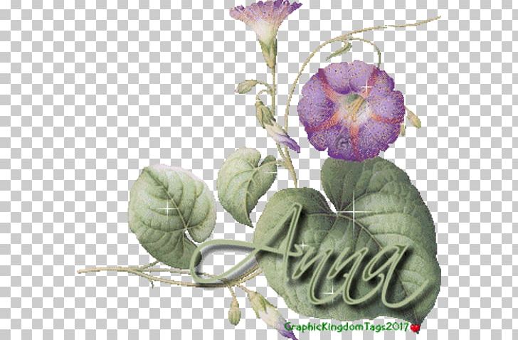 Sha El O En Be PNG, Clipart, Blog, Cut Flowers, Flower, Flowering Plant, Glory Free PNG Download