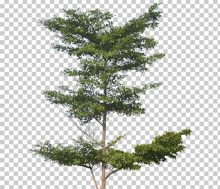 Tree Architectural Rendering PNG, Clipart, Architectural Rendering, Architecture, Branch, Clip Art, Conifer Free PNG Download