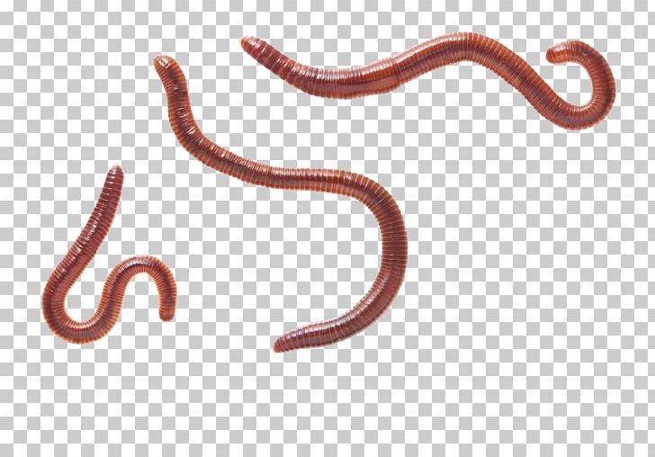 Earthworm Eisenia Fetida Gapeworm Reptile PNG, Clipart, Biology, Body Jewellery, Body Jewelry, California, Consultant Free PNG Download