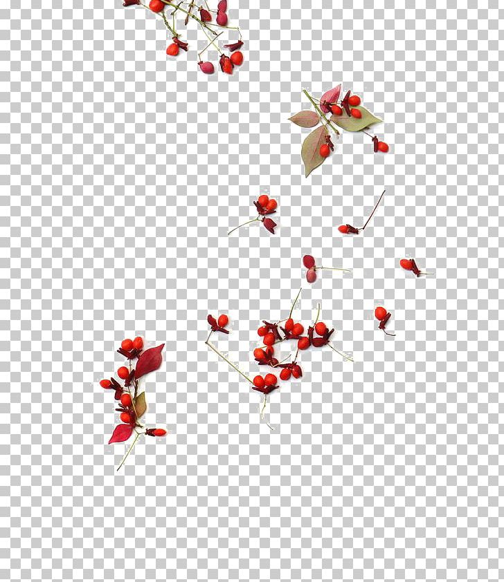 Frutti Di Bosco Seed PNG, Clipart, Axe7axed Palm, Berries, Berry, Bosco, Encapsulated Postscript Free PNG Download