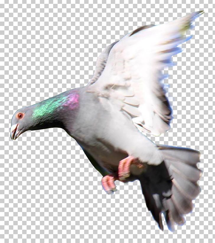 Homing Pigeon Rock Dove Columbidae Las Palomas Mensajeras Pigeon Racing PNG, Clipart, Beak, Bird, Bird Of Prey, Columbidae, Duck Free PNG Download