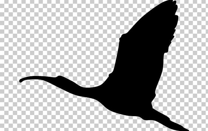 Bird Beak Scarlet Ibis PNG, Clipart, Beak, Bird, Bird Of Prey, Black, Black And White Free PNG Download