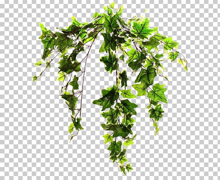 Common Ivy Plant Stem Vine Tree PNG, Clipart, Arecaceae, Branch, Common Holly, Common Ivy, Eucalyptus Free PNG Download
