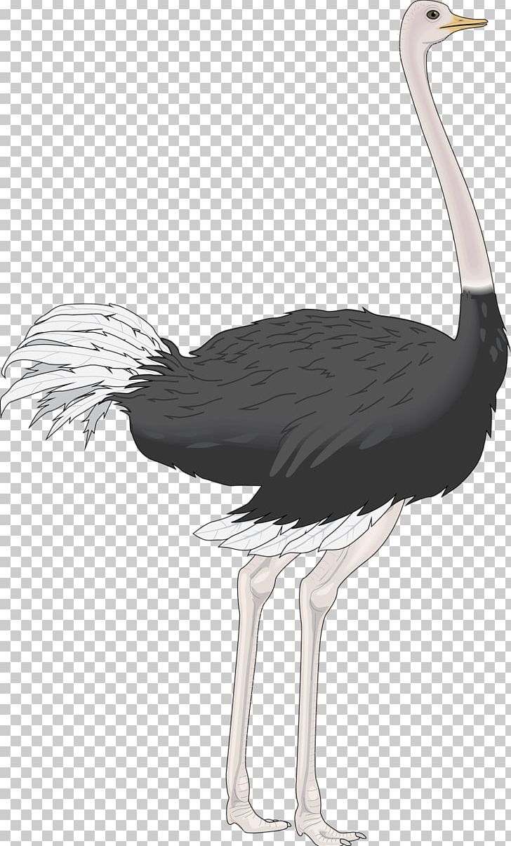 Common Ostrich Bird PNG, Clipart, Animals, Basketball Ostrich, Beak, Black And White, Cartoon Free PNG Download