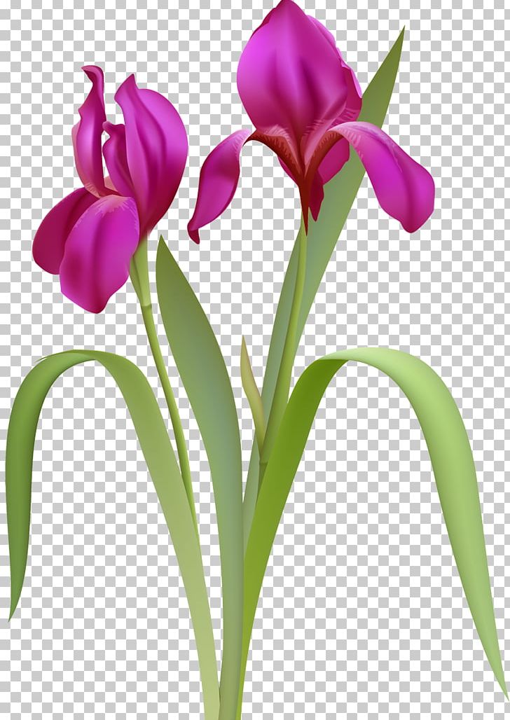 Cut Flowers Cattleya Orchids Plant Stem Bud PNG, Clipart, Bud, Cattleya, Cattleya Orchids, Cut Flowers, Flower Free PNG Download
