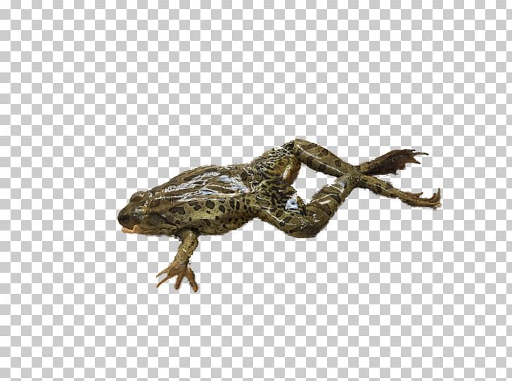 Dragon Lizards Amphibians Terrestrial Animal PNG, Clipart, Agamidae, Amphibian, Amphibians, Animal, Animals Free PNG Download