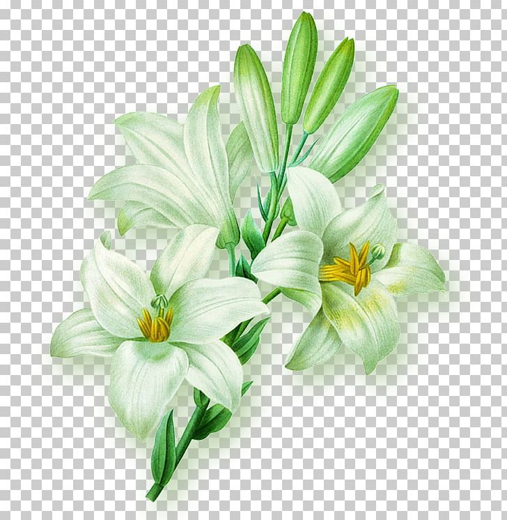 Lilium Flower Illustration PNG, Clipart, Artificial Flower, Blue, Blue Background, Cut Flowers, Download Free PNG Download