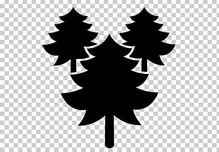 Pine Tree Computer Icons Cedar PNG, Clipart, Arecaceae, Black And White, Branch, Cedar, Christmas Tree Free PNG Download