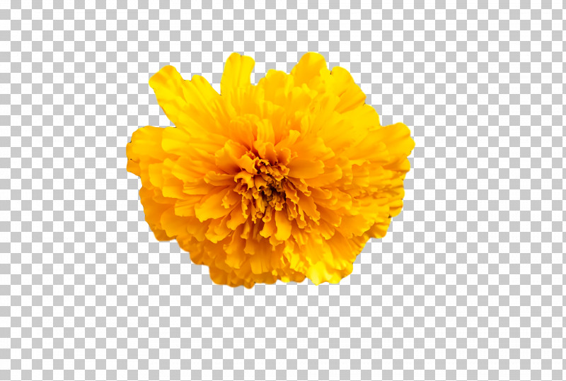 Chrysanthemum Sunflower Seed Pot Marigold Yellow Pollen PNG, Clipart, Calendula, Chrysanthemum, Computer, M, Pollen Free PNG Download