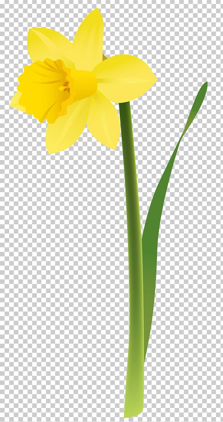 Daffodil PNG, Clipart, Amaryllis Family, Cut Flowers, Daffodil, Encapsulated Postscript, Flora Free PNG Download