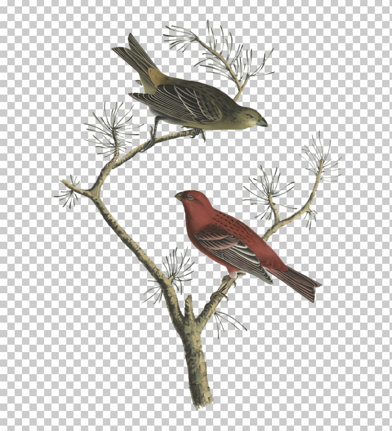 Feather PNG, Clipart, Beak, Cuckoos, Feather, Finches, Songbirds Free PNG Download