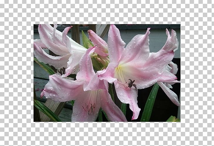 Amaryllis Crinum Jersey Lily Iris Family Pink M PNG, Clipart, Amaryllis, Amaryllis Belladonna, Amaryllis Family, Canna Lily, Crinum Free PNG Download
