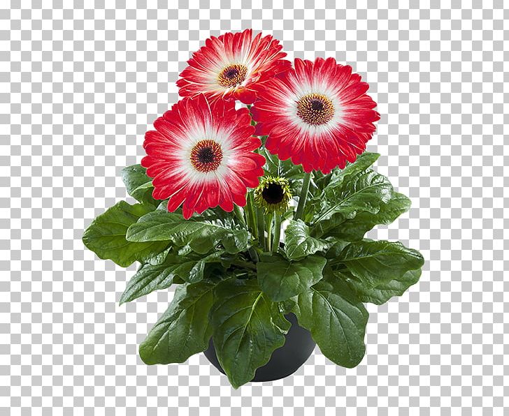 Cut Flowers Transvaal Daisy Flowerpot Floral Design PNG, Clipart, Annual Plant, Chrysanthemum, Chrysanths, Color, Cut Flowers Free PNG Download