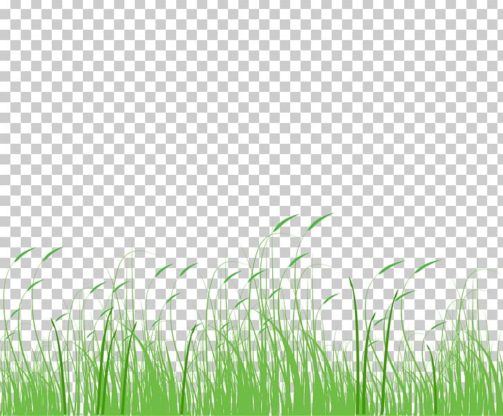 Setaria Viridis Green Meadow Grass PNG, Clipart, Background Green, Bluegrass, Computer, Computer Wallpaper, Dogs Free PNG Download