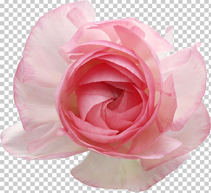 Still Life: Pink Roses Garden Roses PNG, Clipart, Artificial Flower, Cut Flowers, Download, Floribunda, Flower Free PNG Download