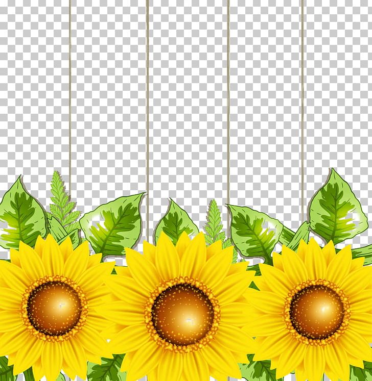 Transvaal Daisy Common Sunflower Illustration PNG, Clipart, Common Sunflower, Cut Flowers, Daisy Family, Encapsulated Postscript, Flower Free PNG Download