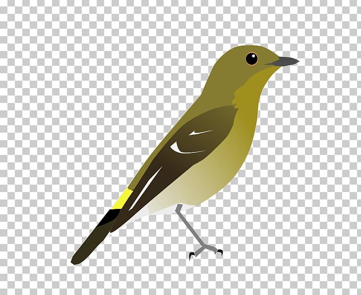 Yellow-rumped Flycatcher Ultramarine Flycatcher Eurasian Golden Oriole The Clements Checklist Of Birds Of The World Common Nightingale PNG, Clipart, Beak, Bird, Common Nightingale, Eurasian Golden Oriole, Fauna Free PNG Download