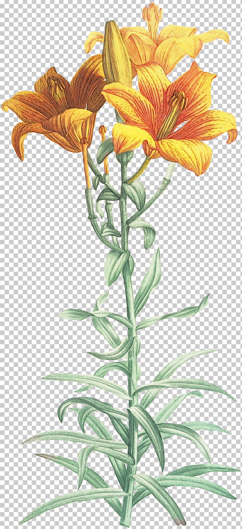 Drawing Orange Lily Painting Flower Line Art PNG, Clipart, Drawing, Flower, Lily, Line Art, Orange Lily Free PNG Download
