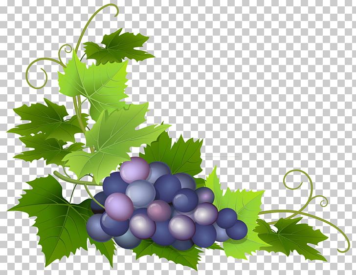 Common Grape Vine Wine Grape Leaves PNG, Clipart, Clip Art, Common Grape Vine, Flowering Plant, Food, Food Drinks Free PNG Download