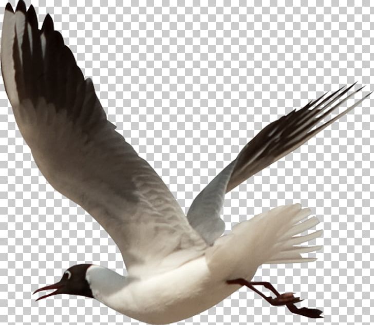 European Herring Gull Bird Gulls Beak Feather PNG, Clipart, Animals, Beak, Bird, Bird Png, Birds Free PNG Download